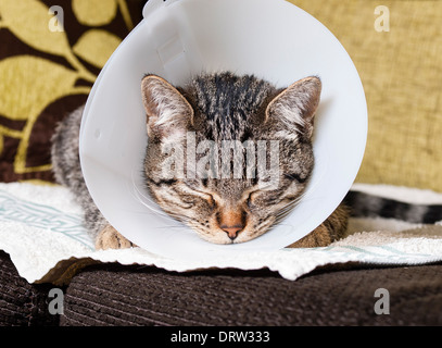 Portrait d'un chat anesthésié avec un collier élisabéthain Accueil intérieur Banque D'Images