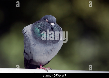 Debout sur un pied de Pigeon et de dormir sur un banc de parc à Stavanger Banque D'Images