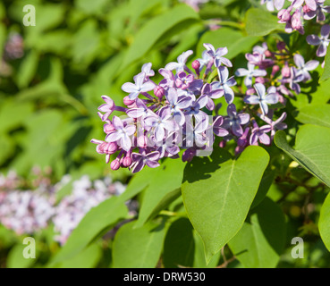 Fleurs lilas Banque D'Images