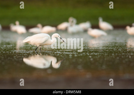 Aigrette garzette (Egretta garzetta) de patauger dans une piscine. Banque D'Images