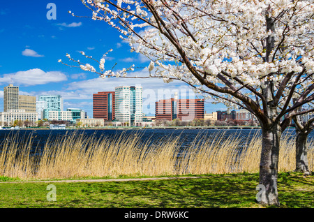 Cambridge, Massachusetts skyline au printemps. Banque D'Images