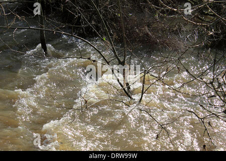 Leatherhead, Surrey, Angleterre, Royaume-Uni. 2 février 2014. Après les niveaux exceptionnels de l'eau de pluie à travers le Royaume-Uni, la rivière Mole a éclaté ses banques dans de nombreux endroits à Surrey. Ici dans le sentier Riverside Leatherhead a été englouti par le fleuve et les champs sont sous plusieurs mètres d'eau à débit rapide. Credit : Julia Gavin/Alamy Live News Banque D'Images