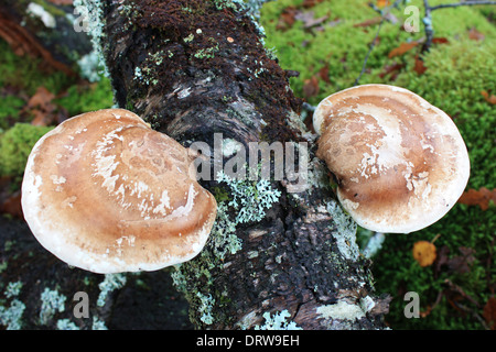 Champignon poussant sur fallen Oak tree Banque D'Images