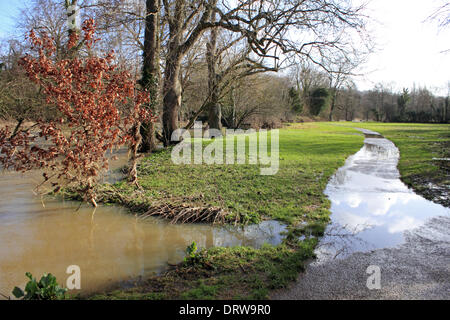 Leatherhead, Surrey, Angleterre, Royaume-Uni. 2 février 2014. Après les niveaux exceptionnels de l'eau de pluie à travers le Royaume-Uni, la rivière Mole a éclaté ses banques dans de nombreux endroits à Surrey. Ici dans la rivière de Leatherhead sentier s'est transformé en un cours d'eau et les champs sont saturées. Credit : Julia Gavin/Alamy Live News Banque D'Images