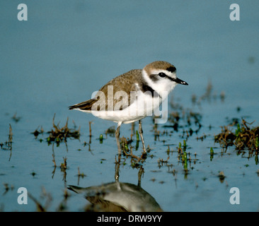 Gravelot Charadrius alexandrinus Banque D'Images