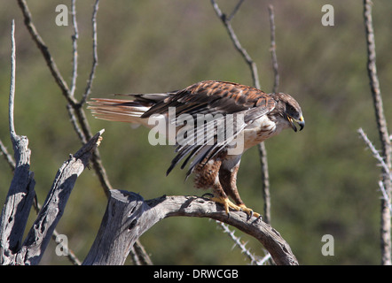 Buse rouilleuse Arizona désert de Sonora bird Banque D'Images