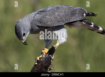 Faucon oiseaux du désert de l'Arizona Banque D'Images