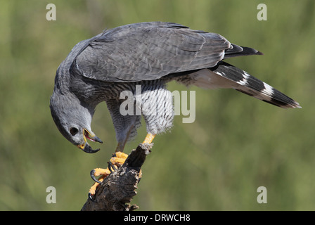 Faucon oiseaux du désert de l'Arizona Banque D'Images