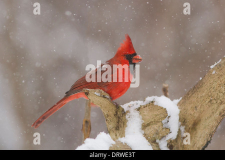 Cardinal rouge mâle dans une tempête de neige. Banque D'Images