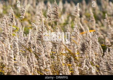 Roseau commun denses en automne Banque D'Images