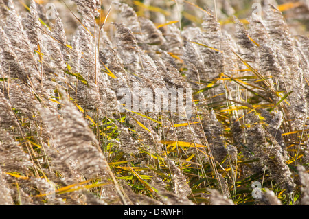 Roseau commun denses en automne Banque D'Images