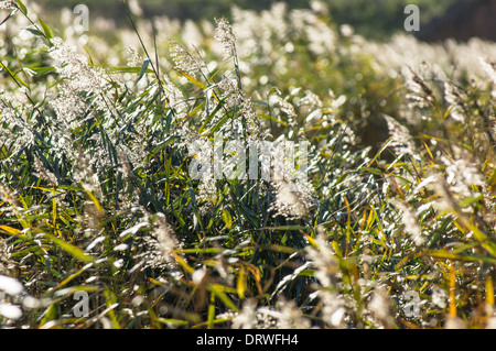 Roseau commun denses en automne Banque D'Images