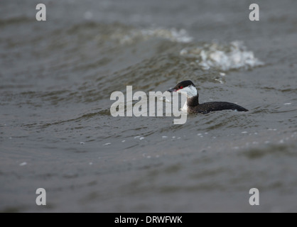 Quantite grebe (Podiceps auritus) en plumage d'hiver. L'espèce est connue comme le grèbe esclavon en Amérique du Nord. Banque D'Images