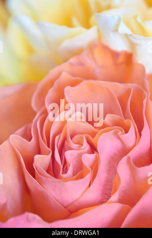 Un gros plan de roses jaune et rose l'arrière-plan. Banque D'Images