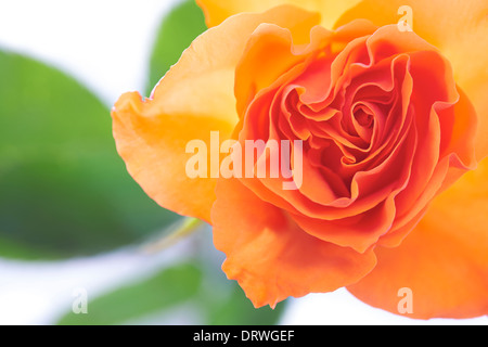Un gros plan de rose orange sur un fond blanc. Banque D'Images