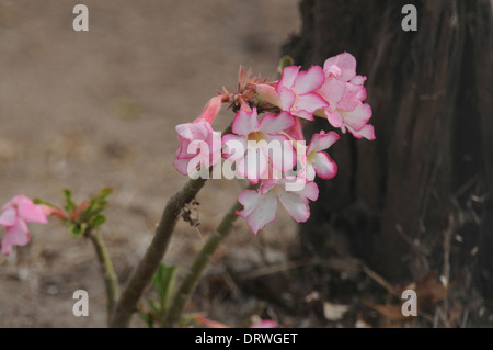 Rose du désert (Adenium obesum) en fleur, Selous, Tanzanie Banque D'Images