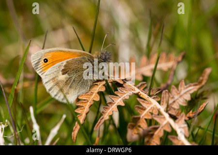 Petit mâle papillon, Coenonympha pamphilus Heath Banque D'Images