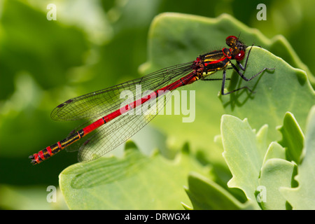 Femme fulvipes forme de la grande demoiselle, Pyrrhosoma nymphula rouge, dans un jardin de Plymouth Banque D'Images