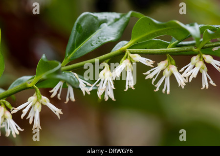 Sarcococca confusa, boîte de Noël, dans un jardin de Plymouth Banque D'Images