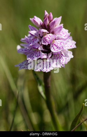 Heath spotted orchid, Dactylorhiza maculata, sur Roborough au bord de Dartmoor Banque D'Images