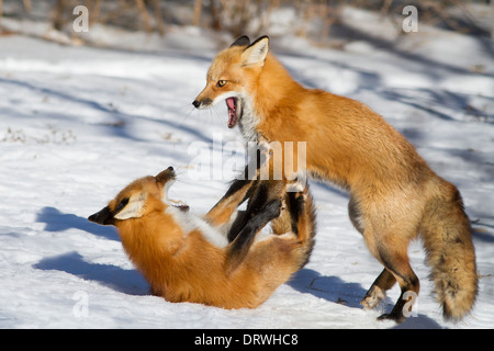 Deux hommes se battre red fox en hiver Banque D'Images