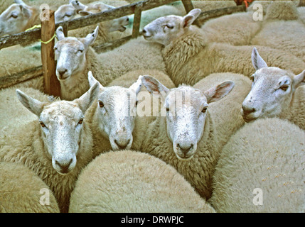 Leicester moutons en un stylo à Findon Moutons juste, West Sussex Banque D'Images