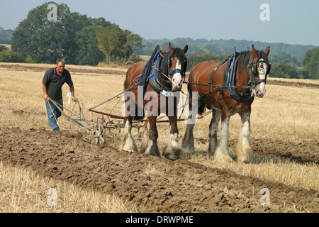 Paire de labour, West Grinstead de labour, la ferme, chancton ashington, West Sussex, Angleterre, 2009 Banque D'Images