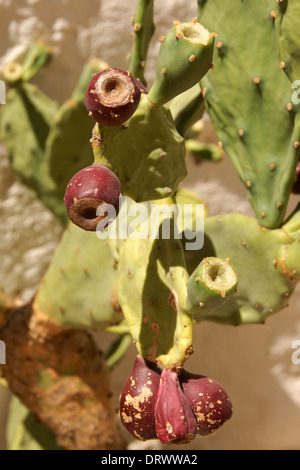 Détail d'une plante sauvage fig indien avec mûres et fruits pas mûrs. Pouilles, Italie. Banque D'Images