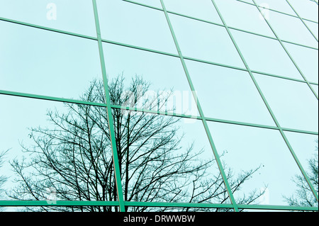 Image miroir d'arbre dans le reflet office windows Banque D'Images