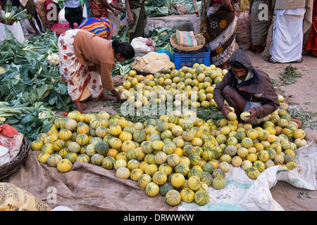 Les commerçants des marchés indiens melons frais de tri à un marché indien. L'Andhra Pradesh, Inde Banque D'Images