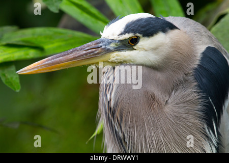 Grand Héron (Ardea herodias) Banque D'Images