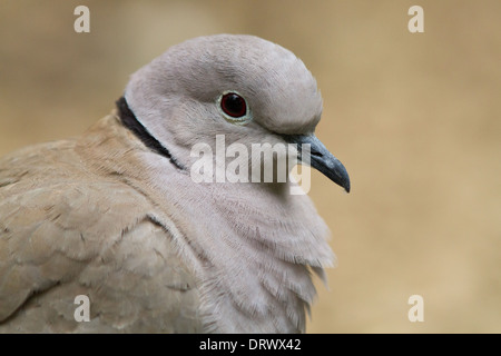 Eurasian Collared-Dove (Streptopelia decaocto) Banque D'Images