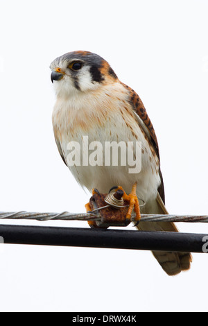 Femme Crécerelle d'Amérique (Falco sparverius) perché sur le fil télégraphique Banque D'Images