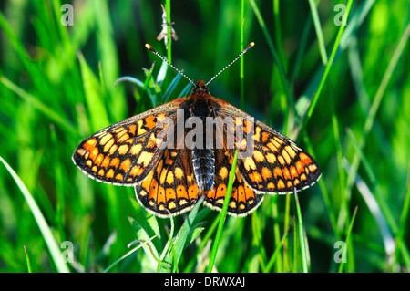 Marsh fritillary butterfly au repos. Dorset, UK Mai 2012 Banque D'Images