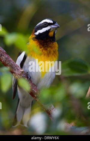 Western Spindalis masculins (Spindalis zena townsendi), Abaco, Bahamas Banque D'Images