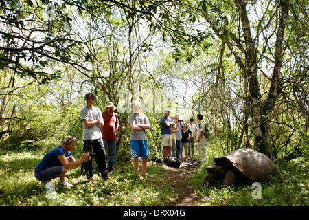 Îles Galapagos. Tourist regarder une tortue géante sur l'île Santa Cruz. Banque D'Images