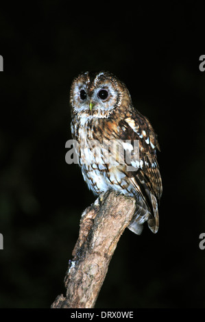 Wild tawny owl perching on log après la tombée de la nuit. Dorset, Royaume-Uni, août 2012 Banque D'Images