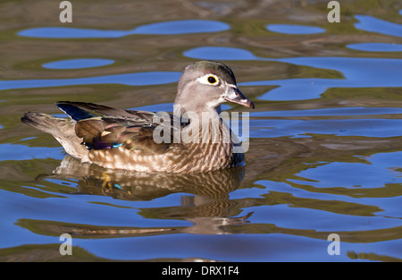 Femme Canard branchu (Aix sponsa) portrait. Banque D'Images