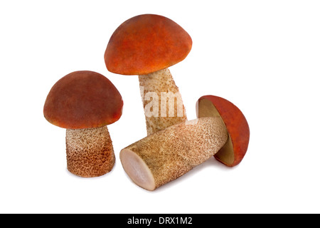 Beaux champignons, champignons d'aspen avec bonnets rouges. Présenté sur un fond blanc. Banque D'Images