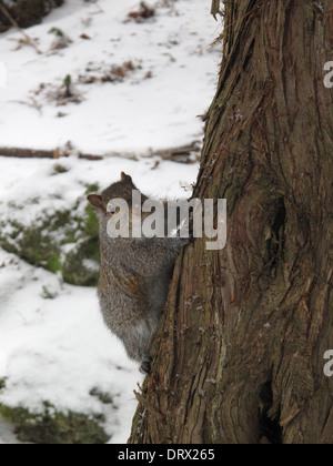 Squirrel en parc. Banque D'Images