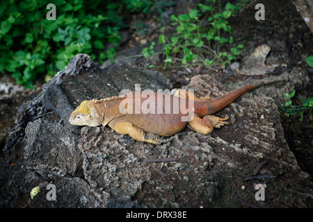 Iguane, îles Galapagos. Banque D'Images