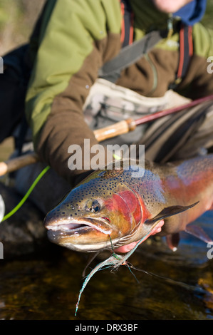 Tenant un grand pêcheur à la truite arc-en-ciel pris spey casting dans une rivière dans le Nord de l'Ontario, Canada Banque D'Images