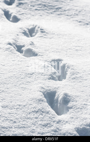 Des pistes d'animaux dans la neige en hiver Banque D'Images