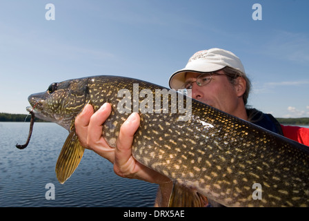 Angler holding up a le grand brochet pris dans un lac dans le Nord de l'Ontario, Canada Banque D'Images