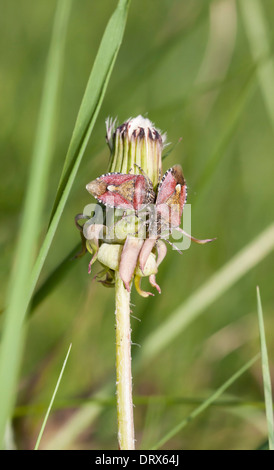 Stink bugs rouge sur une paille de pissenlit Banque D'Images