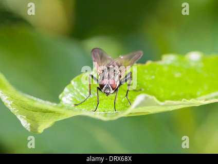 Libre d'une mouche domestique sur une feuille de plante verte Banque D'Images