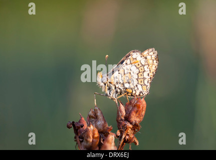 Papillon brun couvert de bulles d'eau sur une plante au début de la matinée de paille Banque D'Images