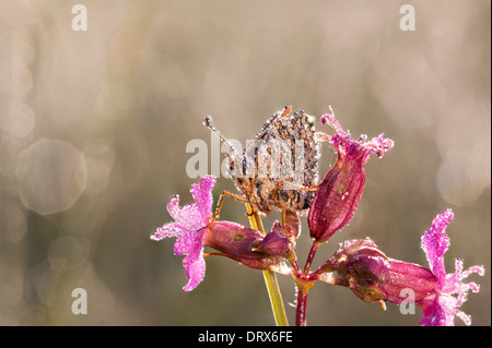 Papillon brun couvert de bulles d'eau sur une fleur tôt le matin Banque D'Images