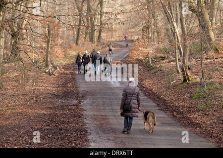Dog walking UK - Les gens de promener le chien, à Burnham Beeches woods, Burnham, Buckinghamshire UK Banque D'Images