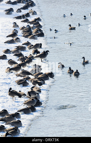 Les bernaches du Canada de se rassembler sur la glace d'eau. Branta canadensis Banque D'Images
